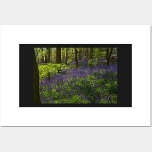 Spring Bluebell Woodlands Posters and Art